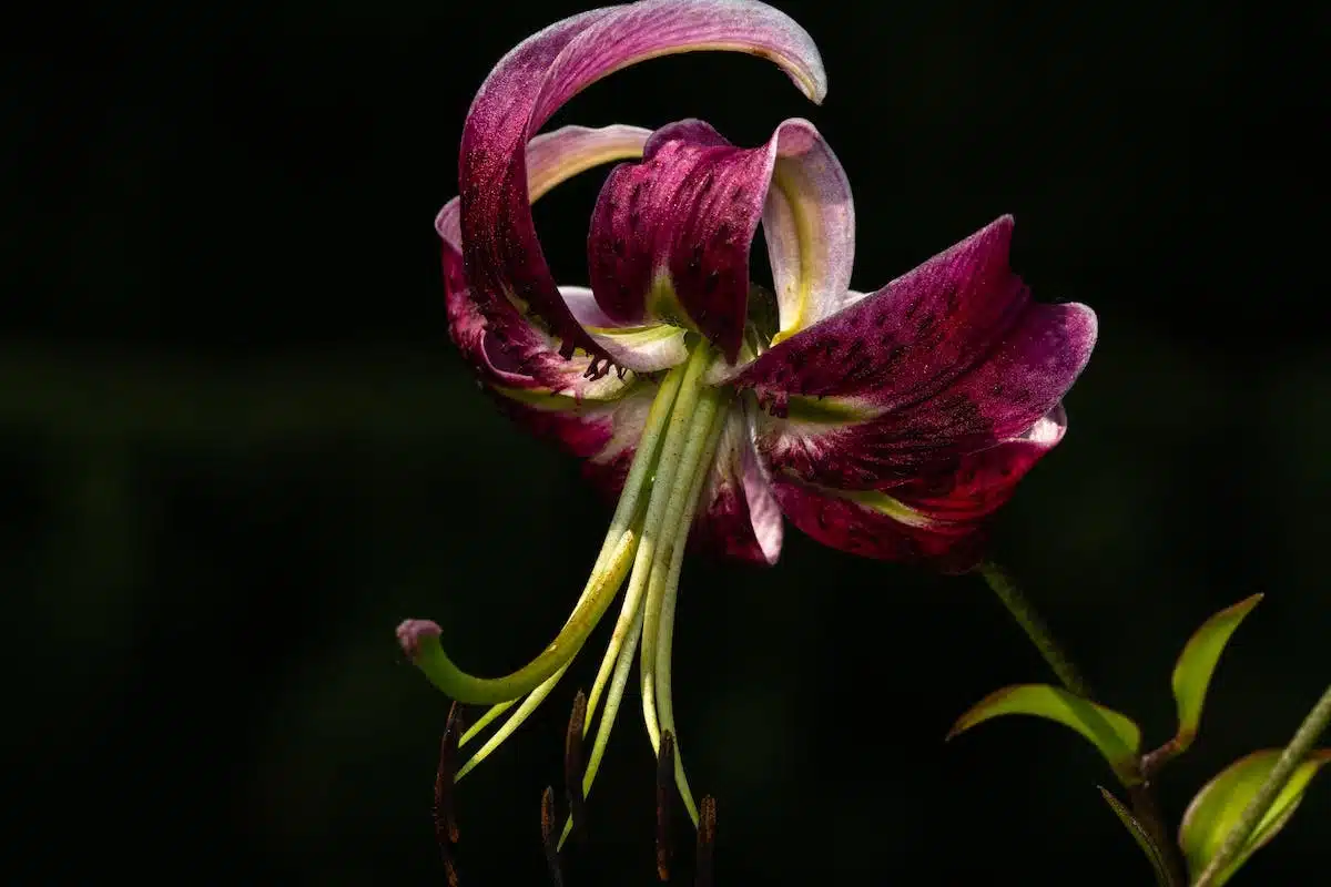 Les secrets de la plantation des graines de lys martagon pour un jardin fleuri